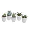 Gasteria/Haworthia mix