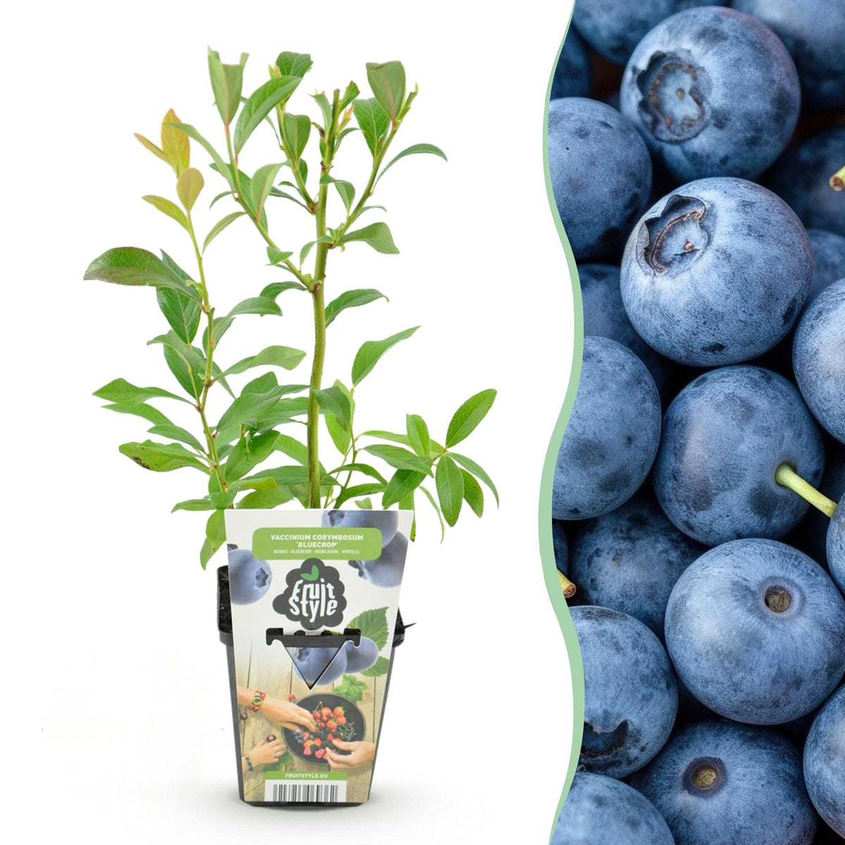 Blauwe bes Vaccinium corymbosum Bluecrop, plant voor tuin en border