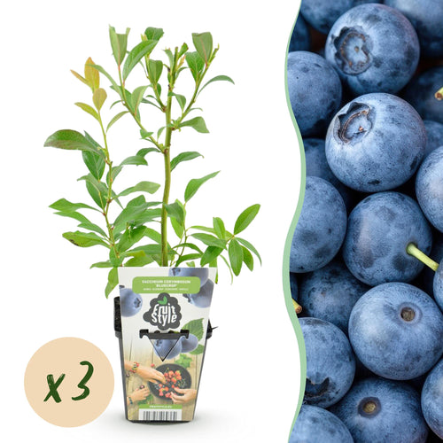 Blauwe bes Vaccinium corymbosum Bluecrop, plant voor tuin en border