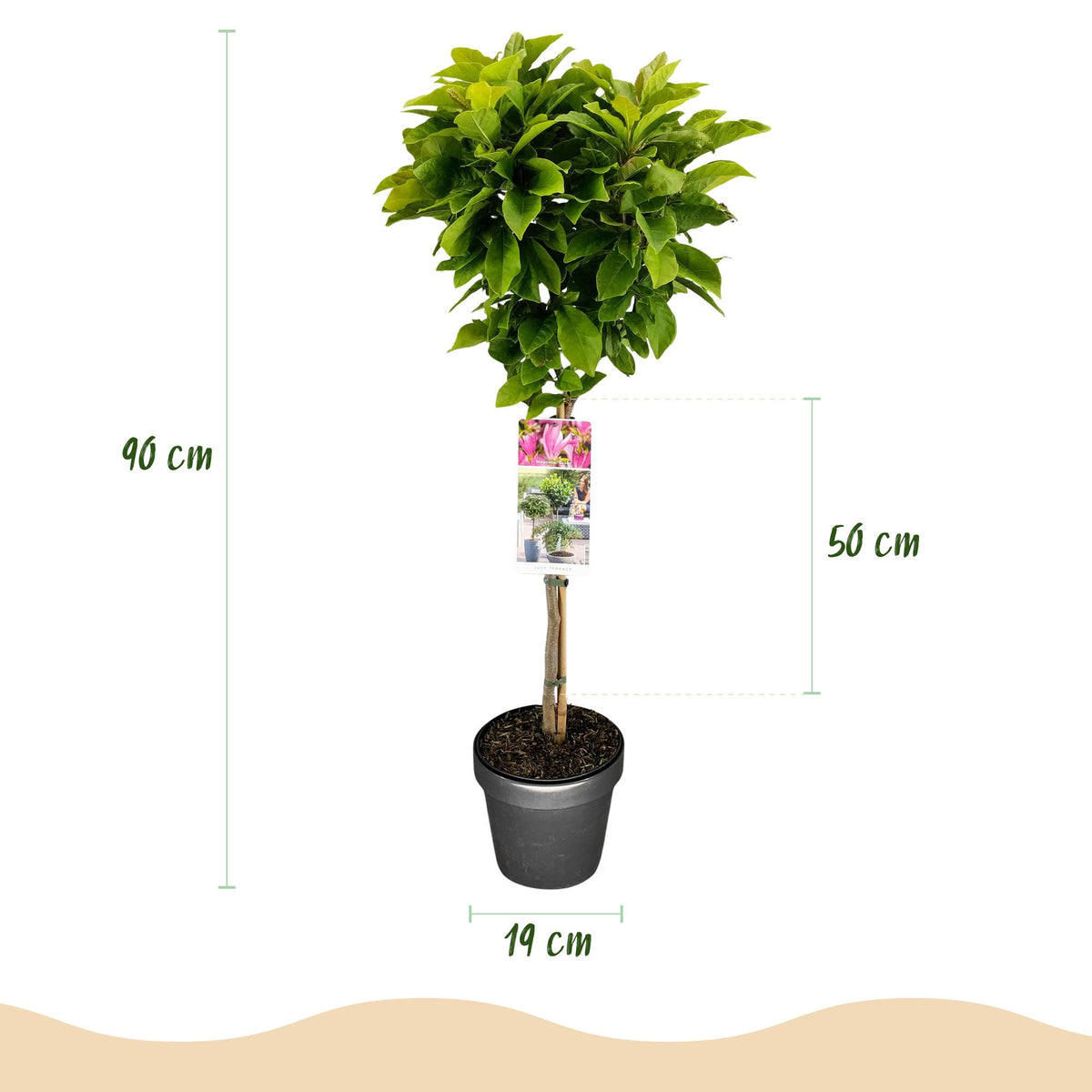 Magnolia Susan, groeiwijze van de plant