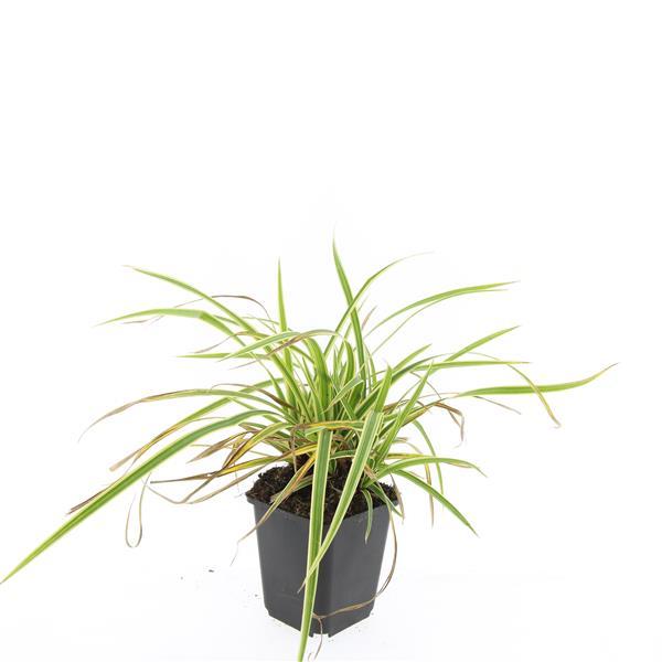 Carex morrowii 'Aureovariegata', detail van het blad