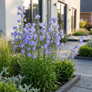 Perzikbladklokje persicifolia, 6x met blauwe bloemen