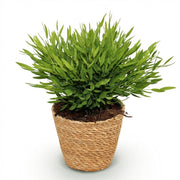 Pogonatherum Monica - Kamerbamboe - Met mand
