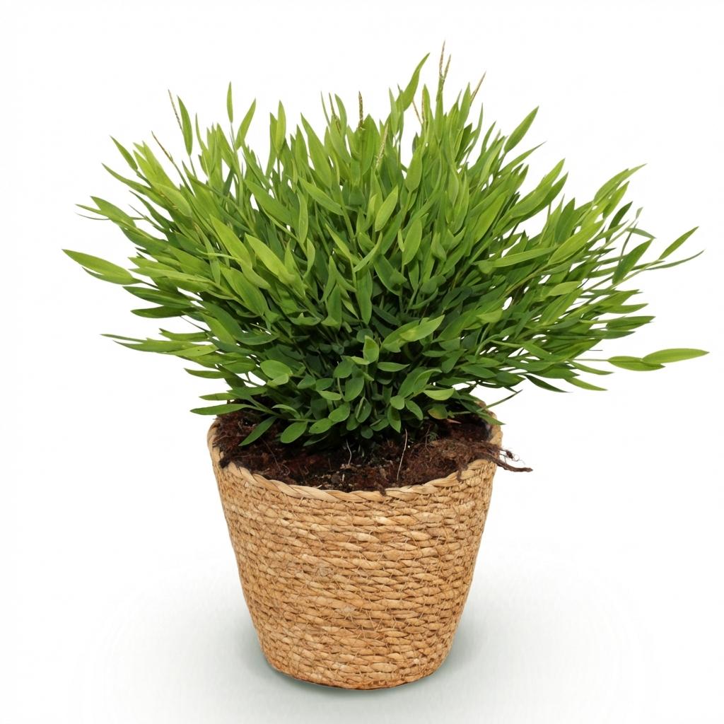 Pogonatherum Monica - Kamerbamboe - Met mand, groene bladeren