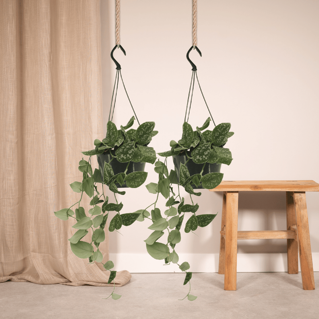 Productfoto van Scindapsus Pictus (Epipremnum) - 2 stuks