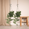 Scindapsus Pictus (Epipremnum) - 2 stuks