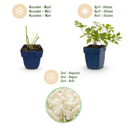 Pluimspirea (J) Deutschland
