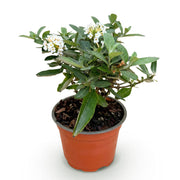 Vlinderstruik Butterfly Candy Little White