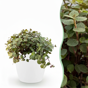 Calissia repens met witte pot
