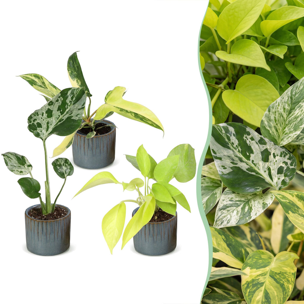 3x Baby Tropical Mix - Diversen - Tropisch - incl. Linnea Misty Blue - Ø6cm - ↕10-15cm, plant in pot