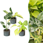 3x Baby Tropical Mix - Diversen - Tropisch - incl. Linnea Misty Blue - Ø6cm - ↕10-15cm, plant in pot
