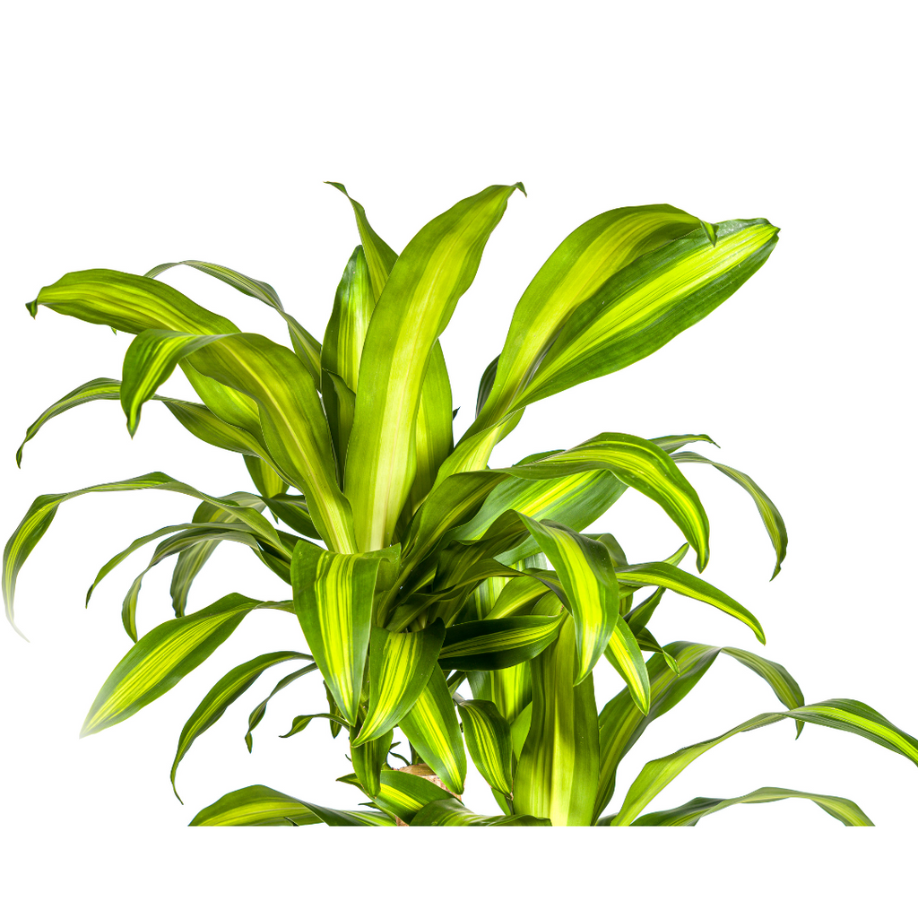 Dracaena Fragrans Massangeana Carrousel, detail van het blad