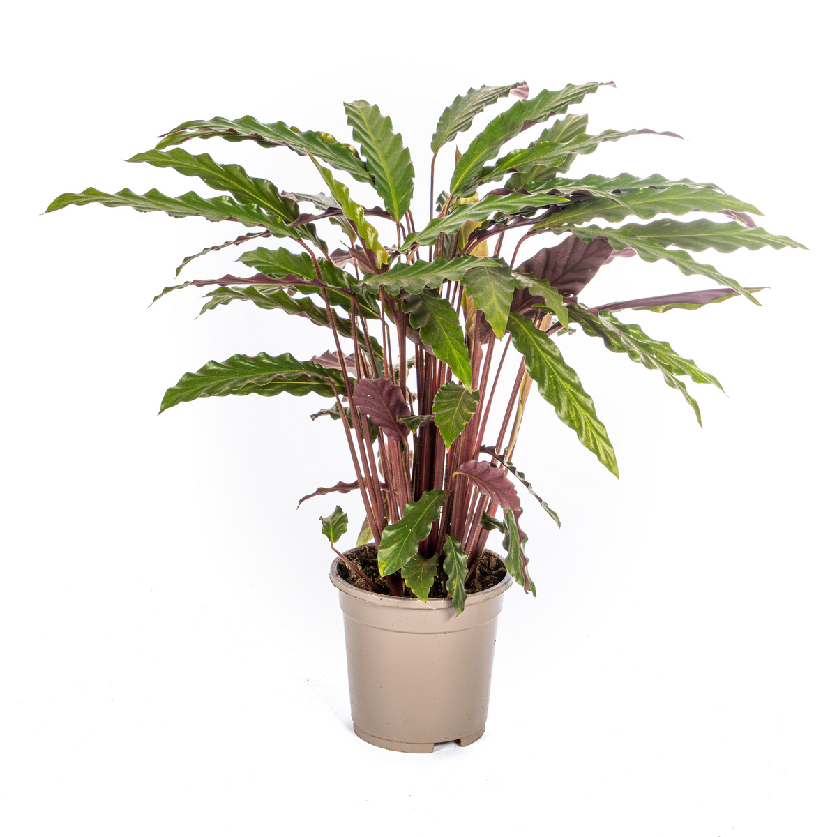 Calathea Rufibarba, plant in pot