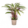 Calathea Rufibarba