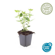 Agastache &
