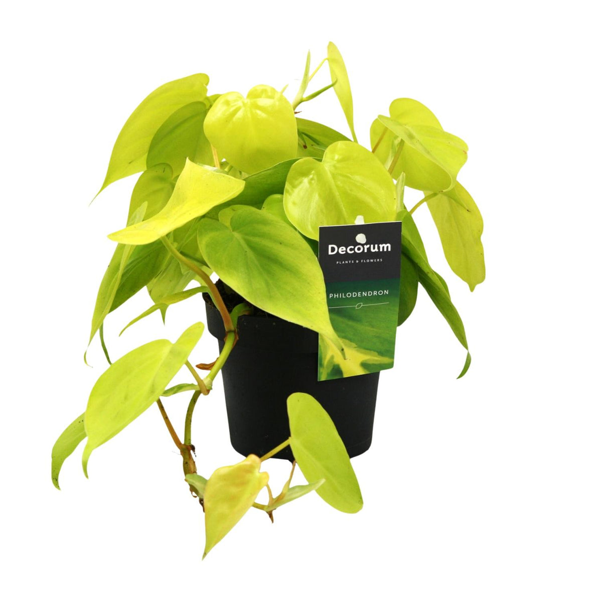 Productfoto van Philodendron Lime