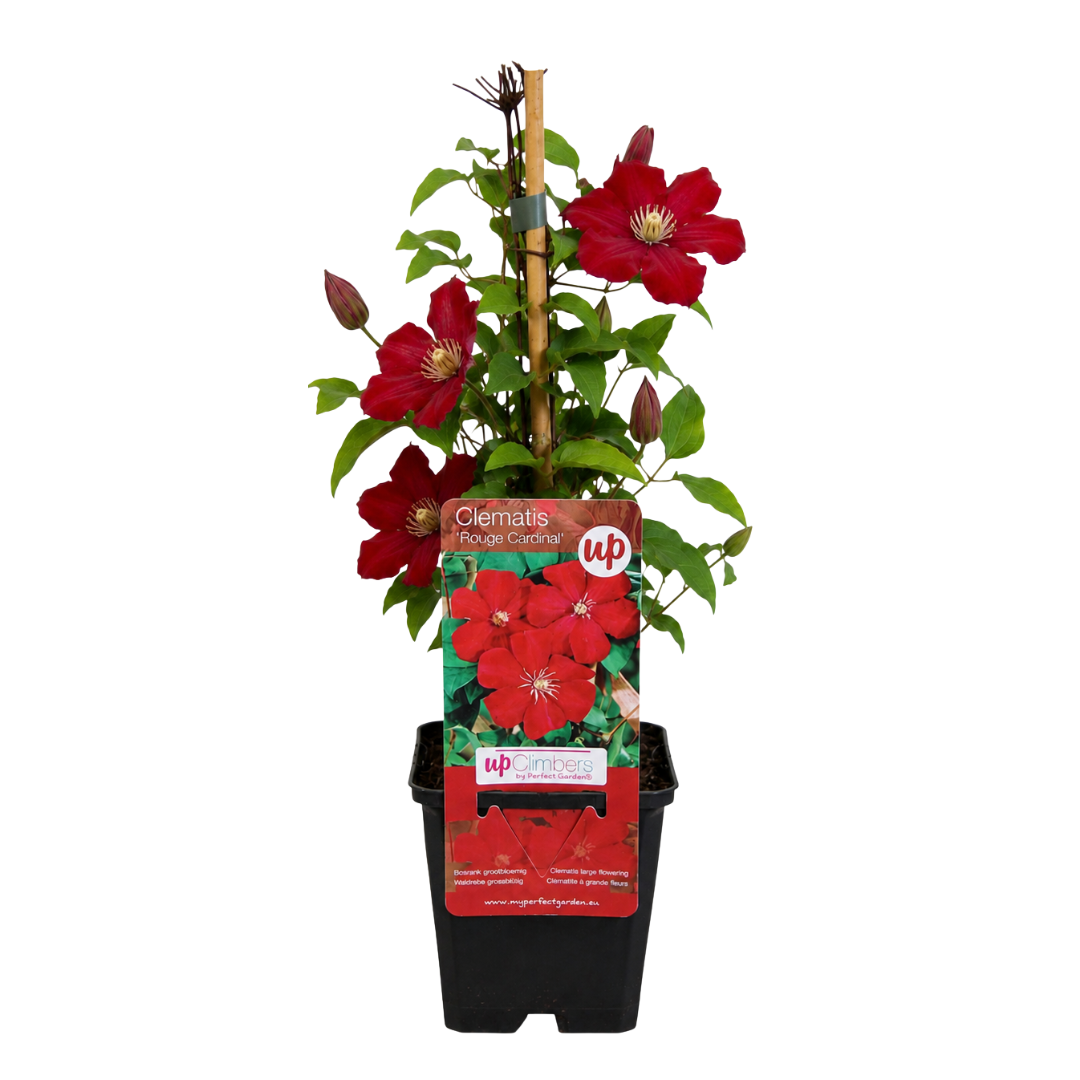 Clematis 'Rouge Cardinal' klimplant, rood, P9 pot, rode bloemen