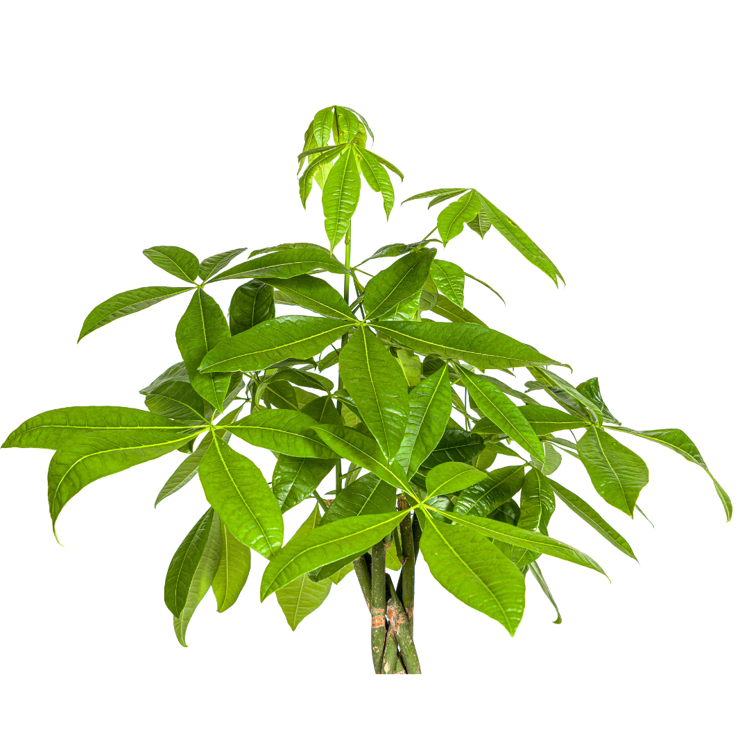 Pachira Aquatica, plant in pot