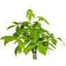 Pachira Aquatica