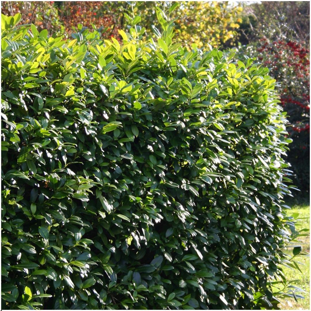Laurierkers haag Prunus 'Rotundifolia', 6 planten, 1 meter, plant in pot