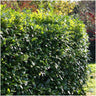 1 meter Laurierkers haag - Prunus laurocerasus 'Rotundifolia' - Set van 6 haagplanten - Groenblijvende haag