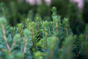 Picea Glauca Perfecta 12x Mini-kerstboom