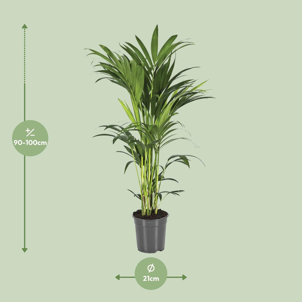 Detailfoto van Howea Forsteriana