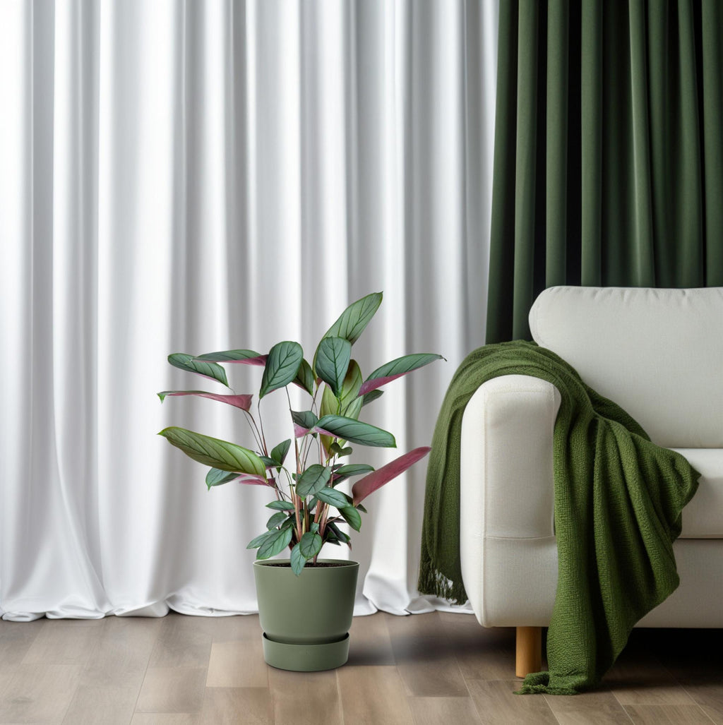 Productfoto van Ctenanthe Setosa