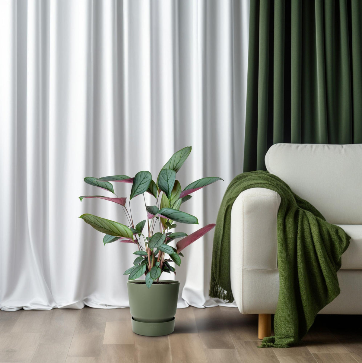 Productfoto van Ctenanthe Setosa