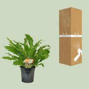 Asplenium Campio