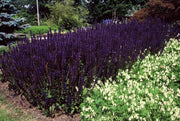 Salvia nem. &