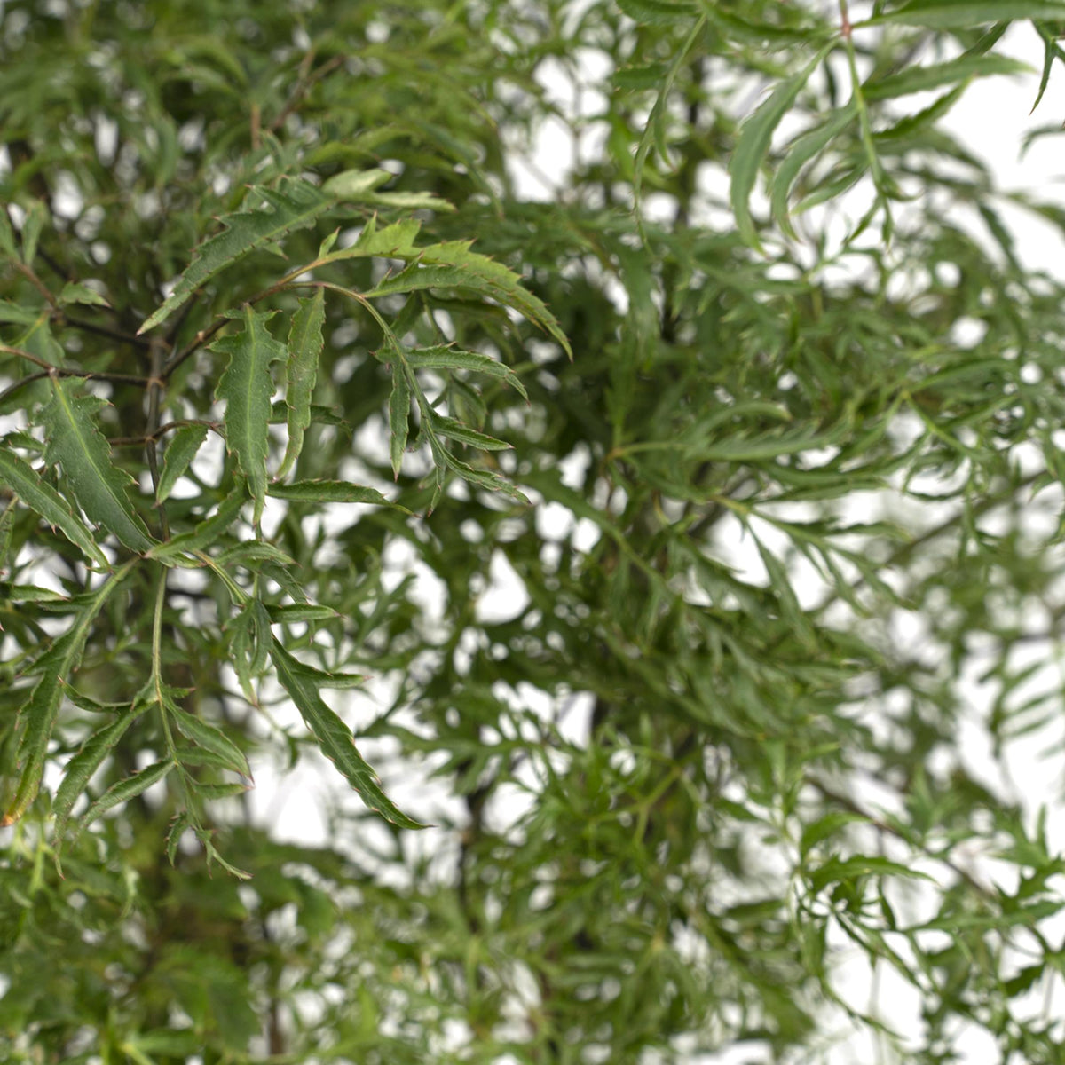 Detailfoto van Polyscias Fruticosa (Aralia)