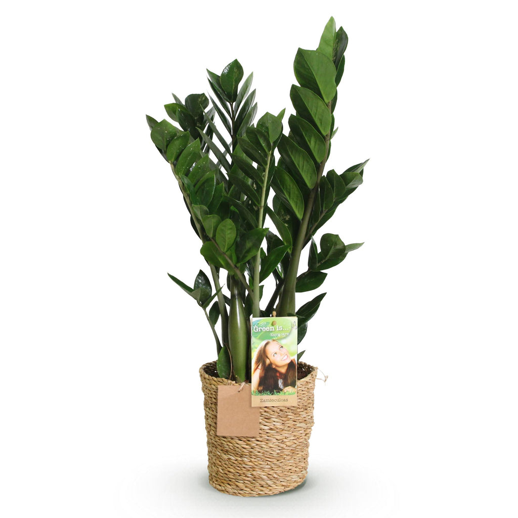 Zamioculcas met mand, kenmerkend blad