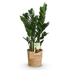 Zamioculcas met mand, kenmerkend blad