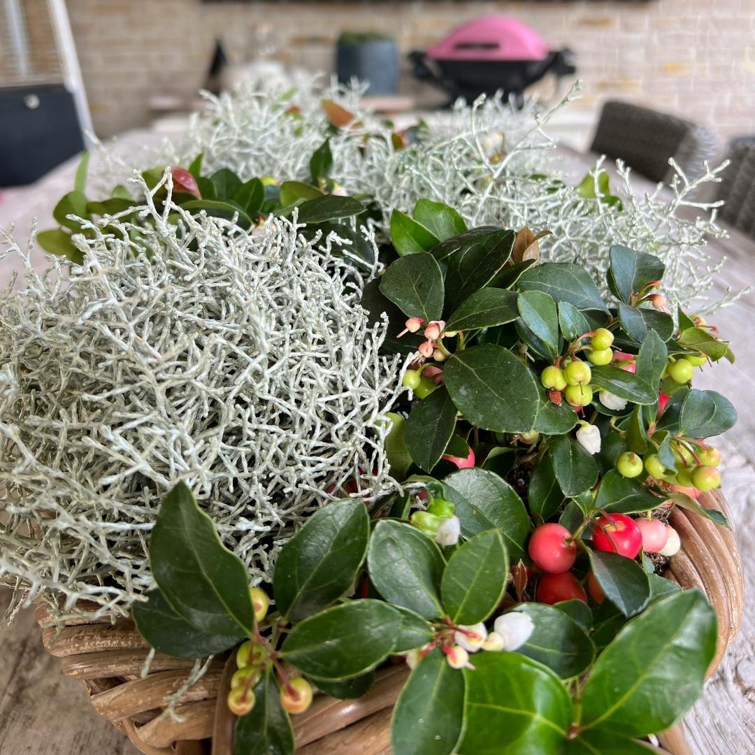 Productafbeelding van Pureplant