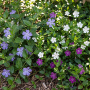 Driekleurige maagdenpalm Vinca minor tricolour, 12 planten