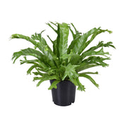 Asplenium Nidus Crissie