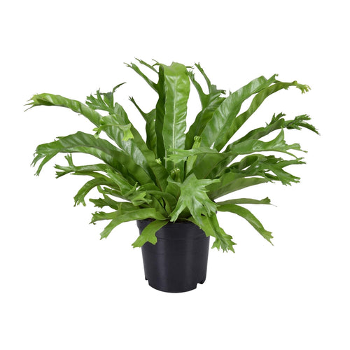 Detailfoto van Asplenium Nidus Crissie