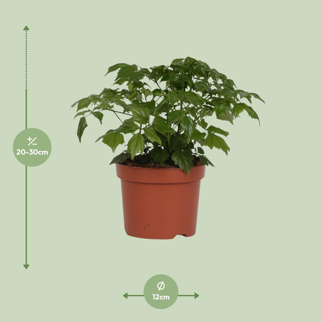 Productafbeelding van Pureplant