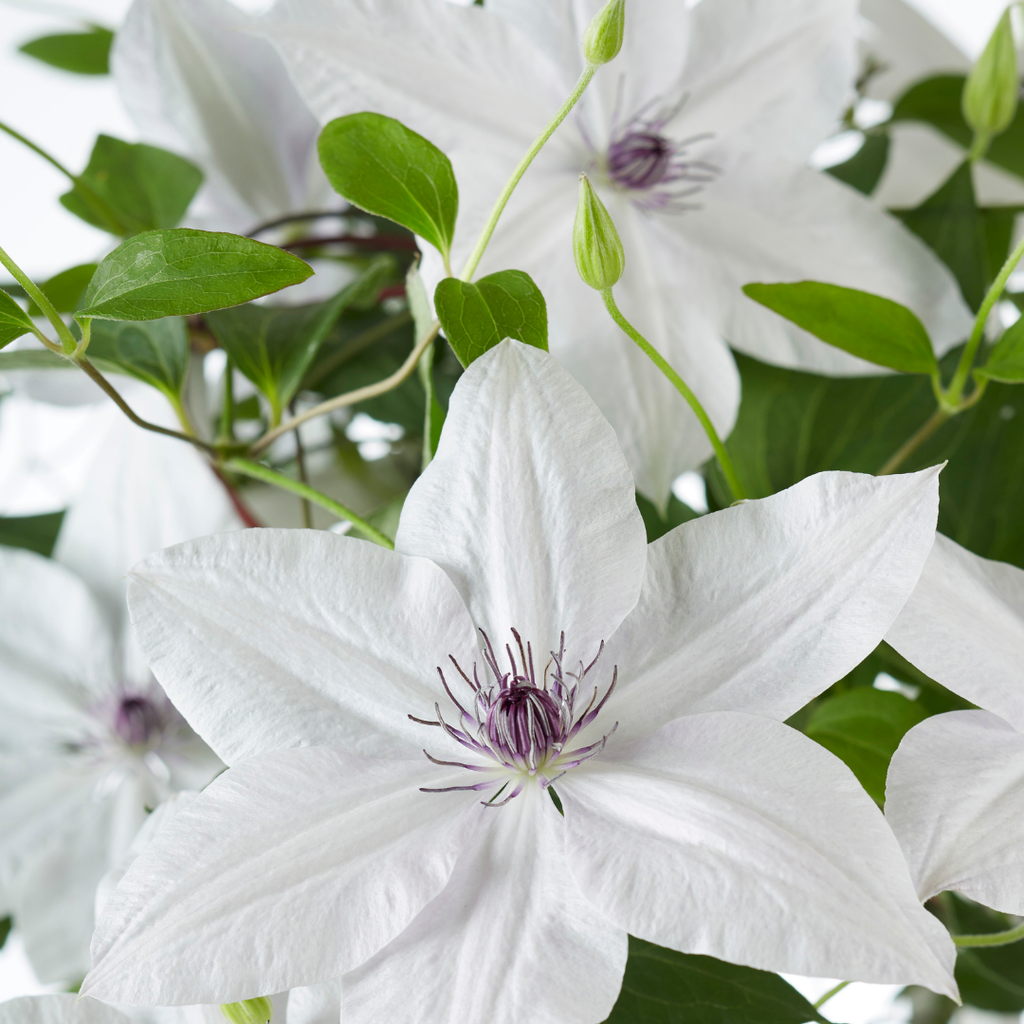 Clematis Garland Tsukiko, bloeiende klimplant, groene bladeren