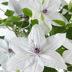 Clematis Garland Tsukiko, bloeiende klimplant, groene bladeren