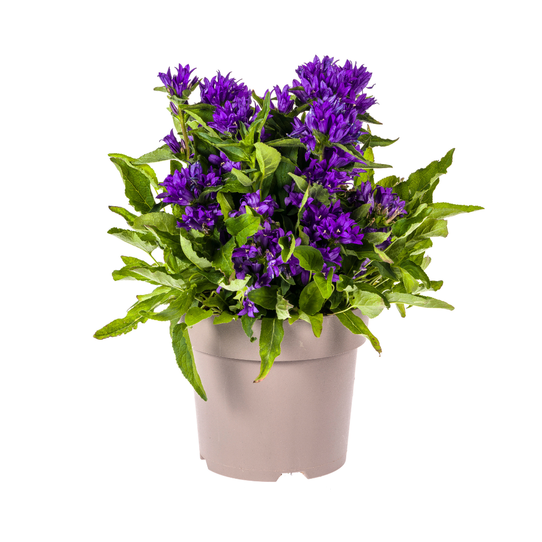 Campanula Glomerata Genti Blue, plant in pot
