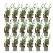 18x Fargesia nitida Red Dragon