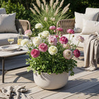 Ranunculus Pastel Mix, plant in pot