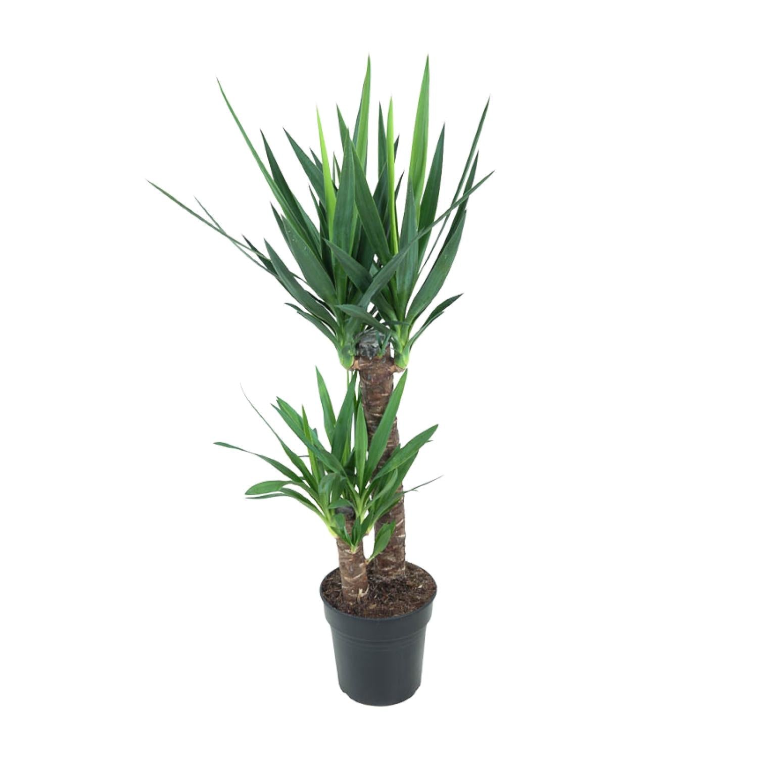 Yucca Elephantipes | Gratis verzending – Pureplant