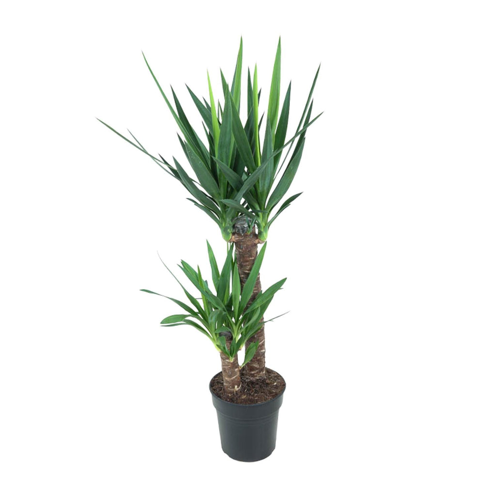 Productfoto van Yucca Elephantipes