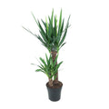 Productfoto van Yucca Elephantipes