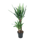 Productfoto van Yucca Elephantipes