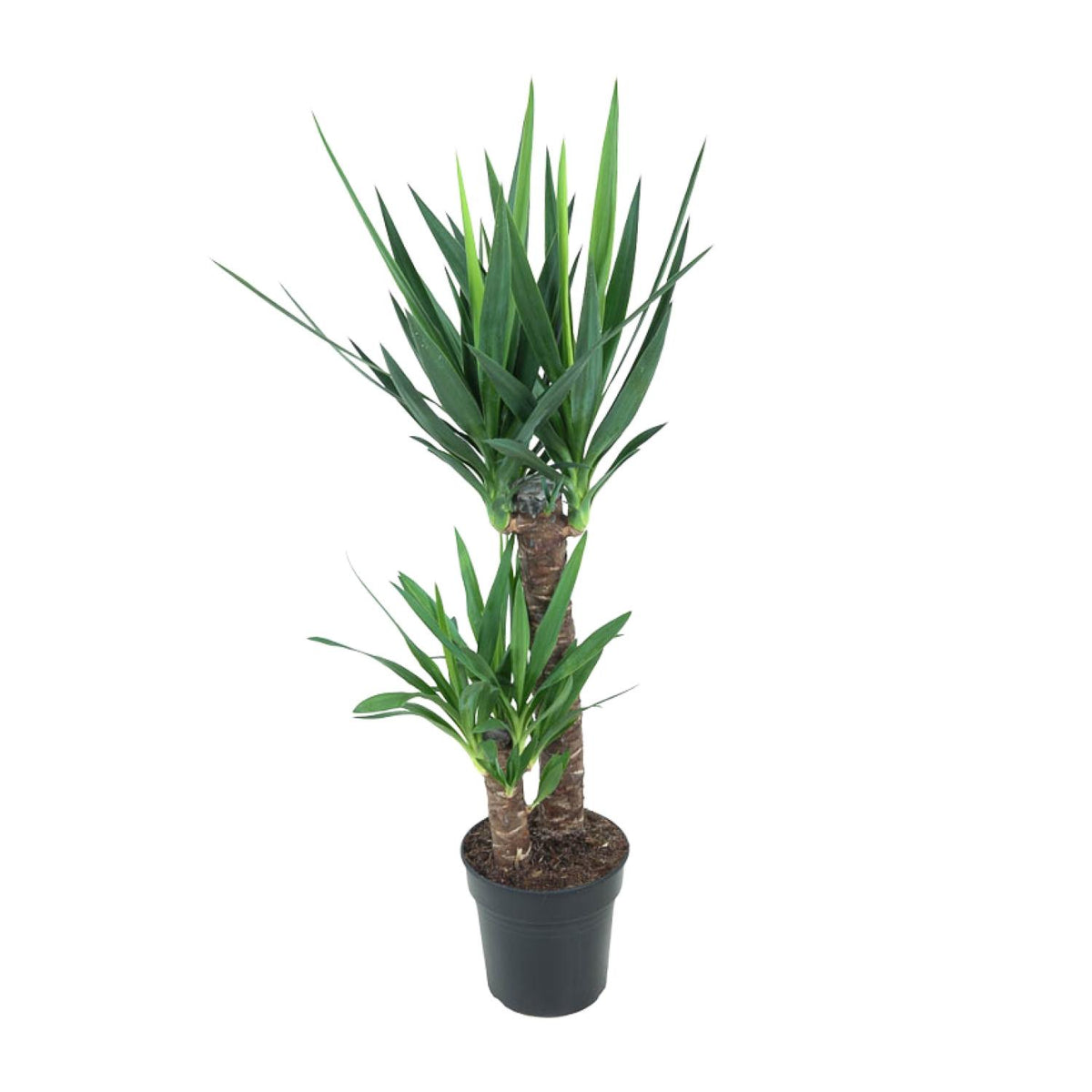Productfoto van Yucca Elephantipes