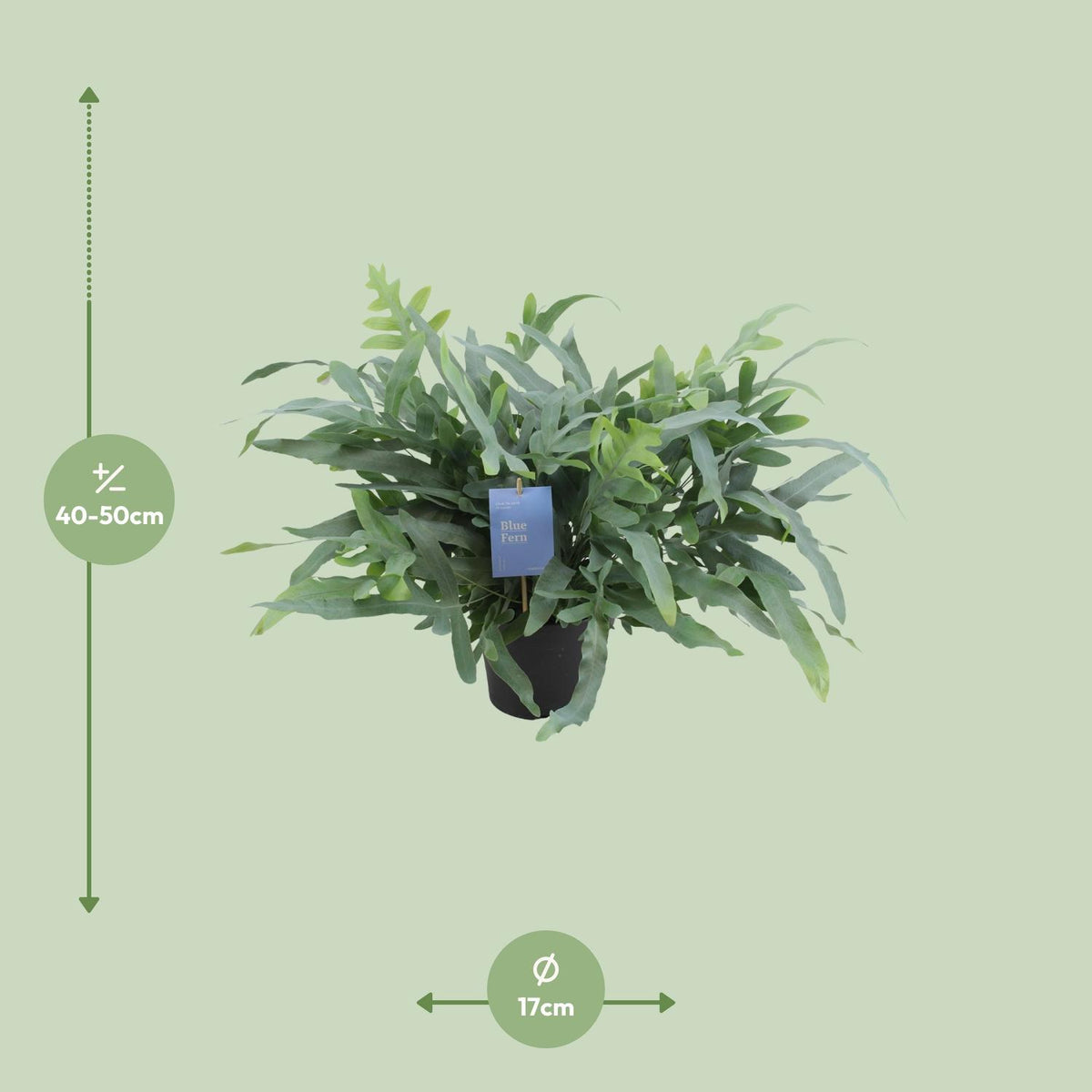 Detailfoto van Phlebodium Aureum Blue Star